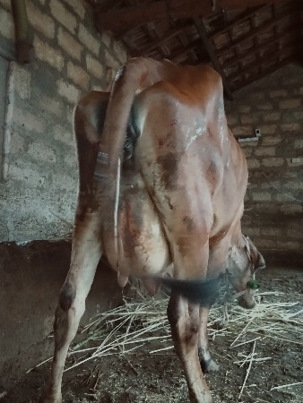 ગાય વેચવાની છે