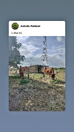 બળદ વેચવાના છે