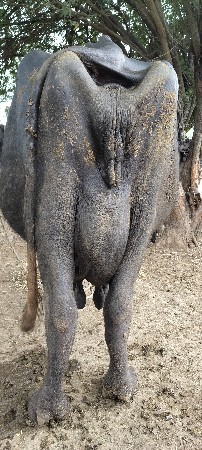 વેચવાની છે