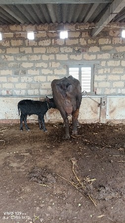 1 વેતર