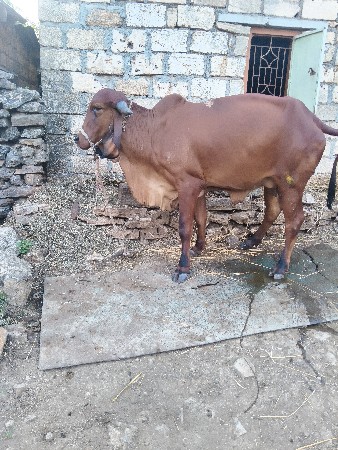 વેચવાની છે પહેલું વેતર
