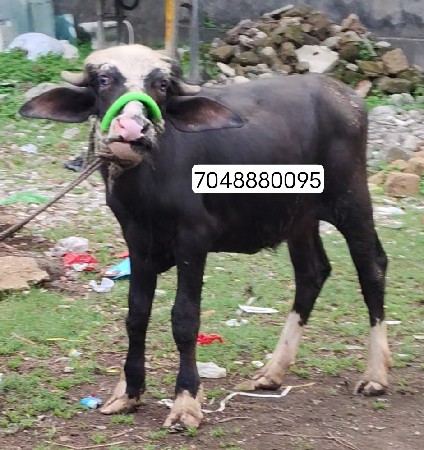 પાડો વેચવાનો છે