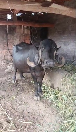 ભેંસો વેચવાની સે