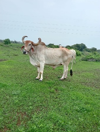 એક બળદ વેચવાનો છે