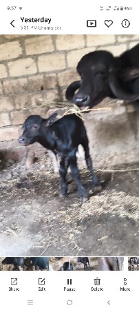 ત્રીજુ વેતર