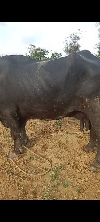 ભેંસ 6 વેતર