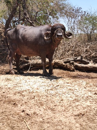 આ ભેસ વેચવાની છે