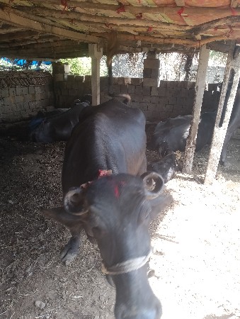 પાડો અને ખડેલી