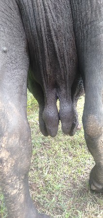ભેંશ વેશવાની છે