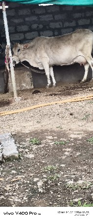 વેશવા ની છે