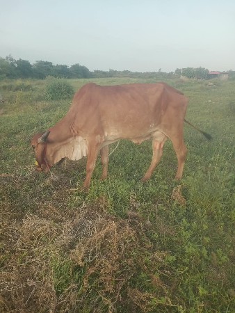 ગીર ગાય