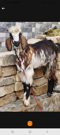 બકરો વેચવાનો છે