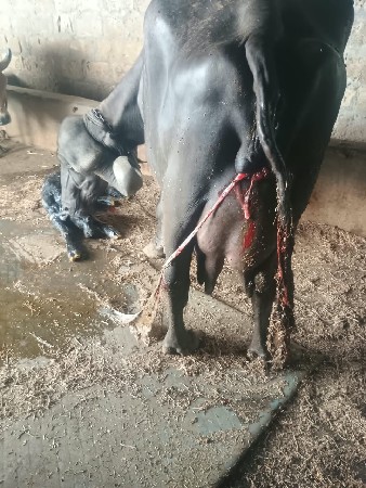 ભેંસ વેચવાની છે