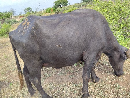 વેચવાની છે