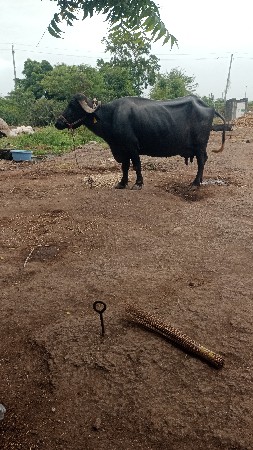 3 જુ વેતર