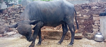 ભેંશ વેચવાની સે