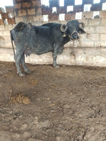 બે  2. ભેંસ વેચવાની છે