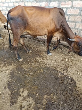 જરસી