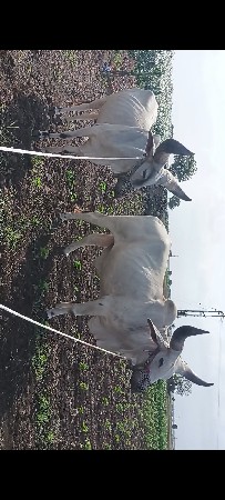 ગોઢલા વેચવા ના છે