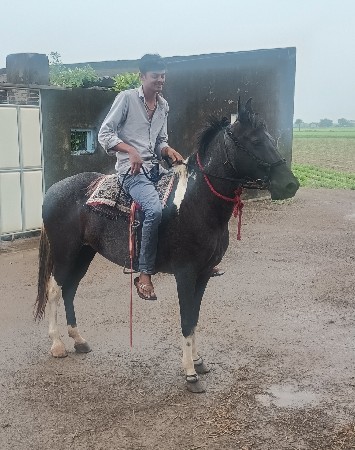 ધોડી વેસવા ની સે