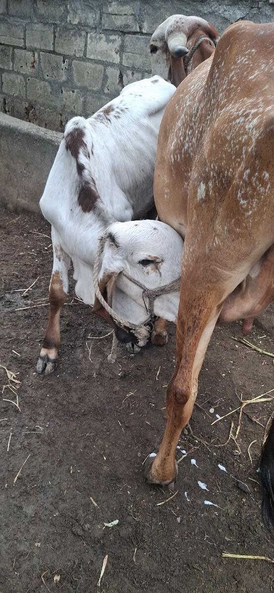 વાછડો ધણખુટમાં દેવાનો છે