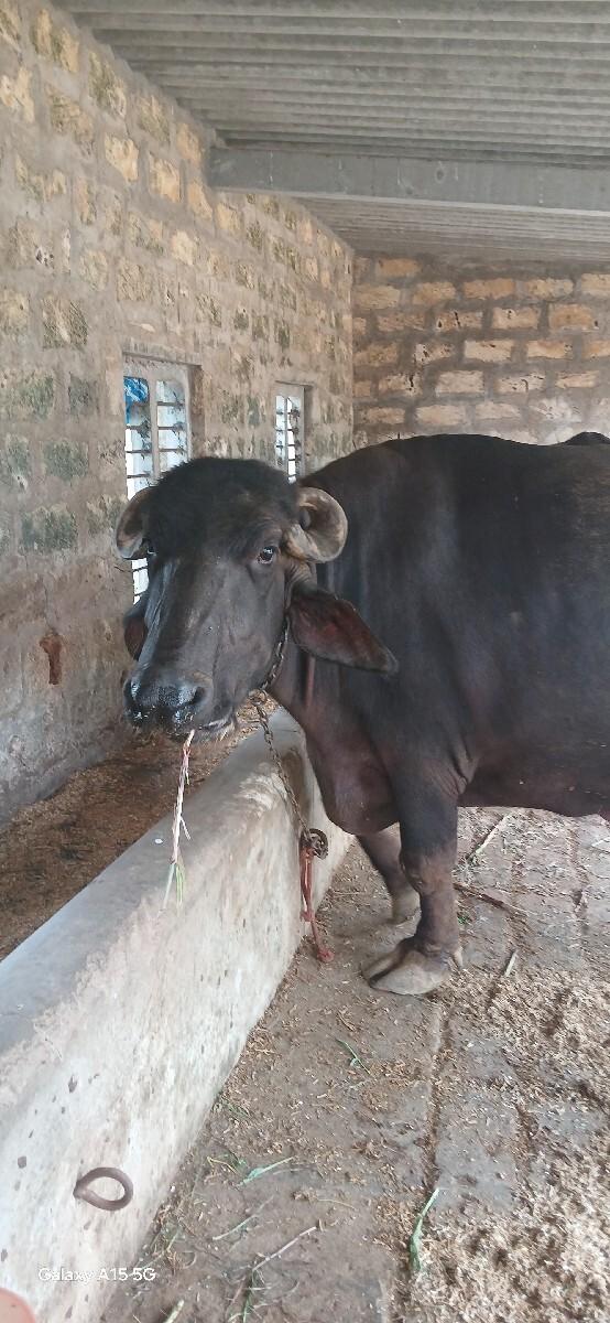 ભેસ વેચવાની છે