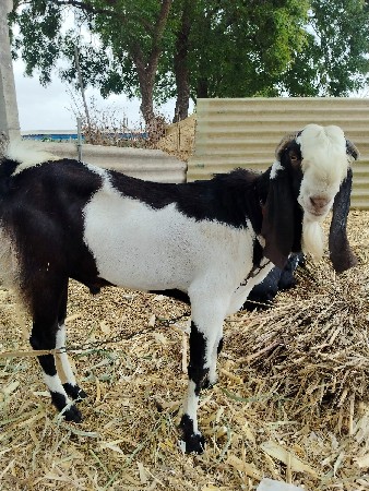 તોતાપુરી અને સોજત મિક્સ બકરો.