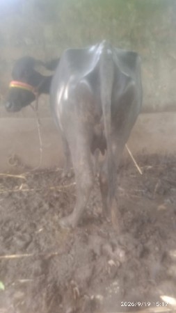 ખડેલી વેચવાની છે