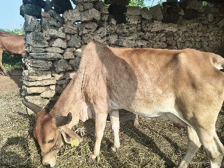 ગાય વેચવાની છે