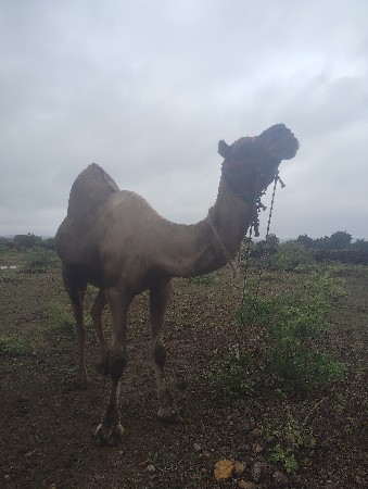 વેચવાનો છે
