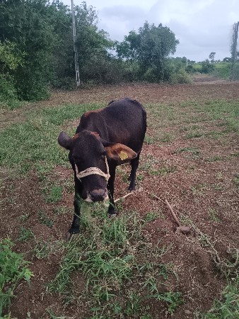 ગાયવેશવાનીસૈ