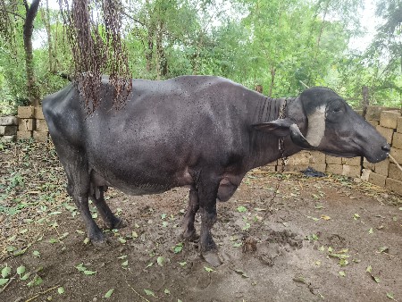 ભેસ વેચવાની છે.