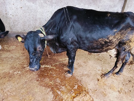 3  દેવાની સે