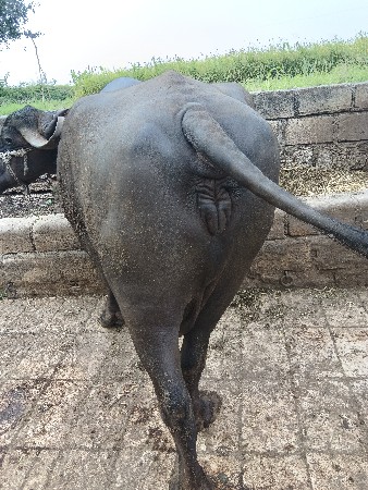 ભેસ