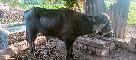 પાડો વેચવાનો છે કીમત ૬૦