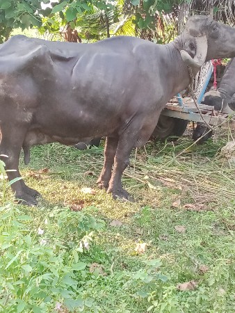 આ ભેસ વેચવાની છે