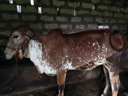 ગીર વોડકી વેચવાની છે