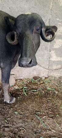 આ ખડેલી વેશવાની છે