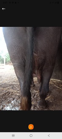 ભેંસ વેચવાની છે