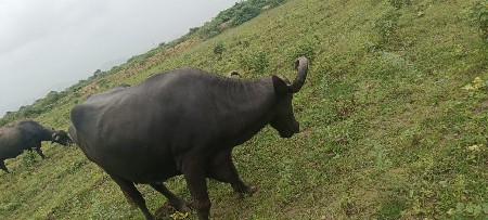 6351401544