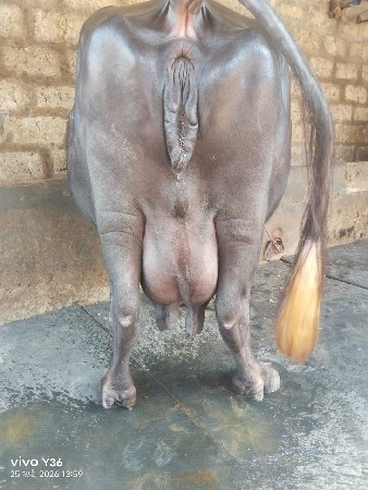 ભેંસ વેચવાની છે