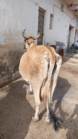 ગાય વેચવાની છે