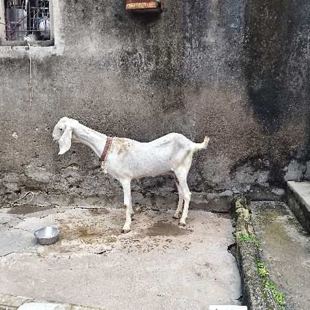 બકરી વેચવાની છે