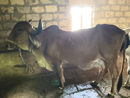 ગાય મફત મા આપવાની છે