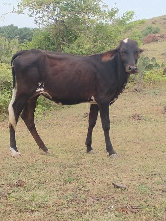 વાટડી વેચવાની છે