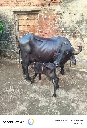 ૩ વૅતર