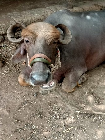 ભેંસ વેચવા ની છે