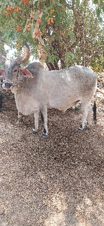 બરધ વેચવા ના છે