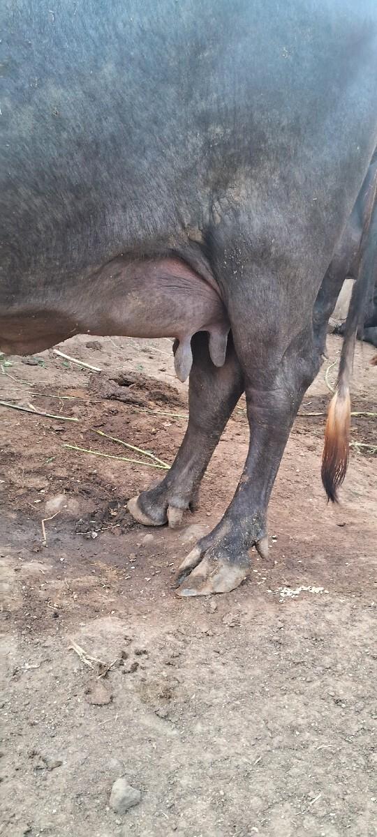 ભેંસ વેચવાની છે