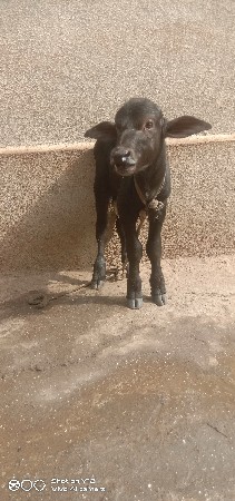 5 દિવસ નું છે